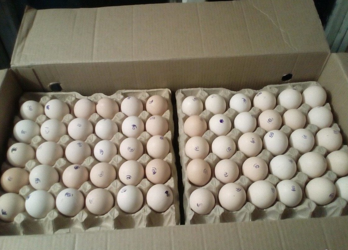 Купить инкубационное яйцо в москве и области. Инкубационное яйцо Росс 308. Инкубационное яйцо Росс 308 Чехия. Инкубационное яйцо бройлера Росс 308. Инкубация Росс 308.